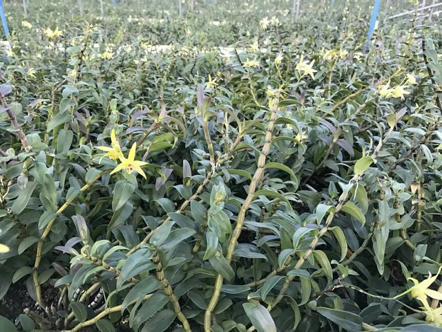 石斛种植